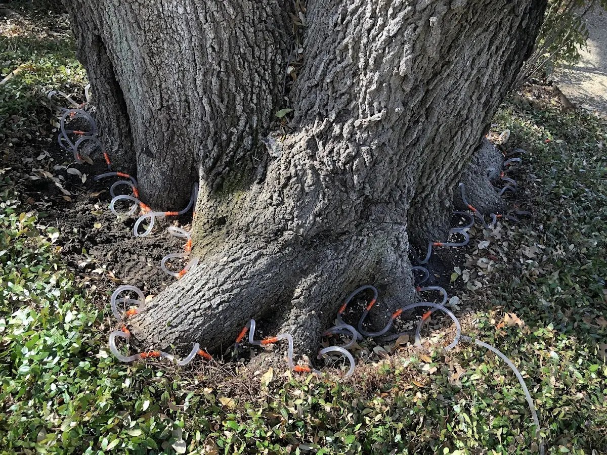 Detailed Tree Cabling and Bracing job site in Highmore
