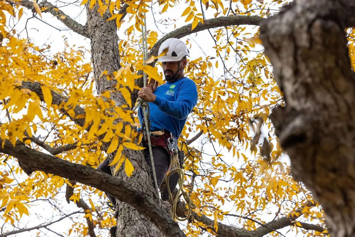 Skilled Storm Damage Cleanup crew working in Highmore